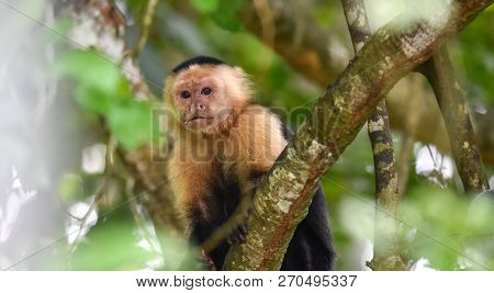 White-headed Capuchin (cebus Capucinus).  Medium Sized Monkey Of The Family Cebidae Subfamily Cebina