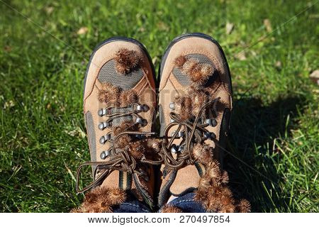 Burdock burrs stuck on hiking boots after walking outdoors