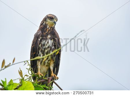 Immature Common Black Hawk (buteogallus Anthracinus) In Panama, Bird Of Prey In His Native Habitat O