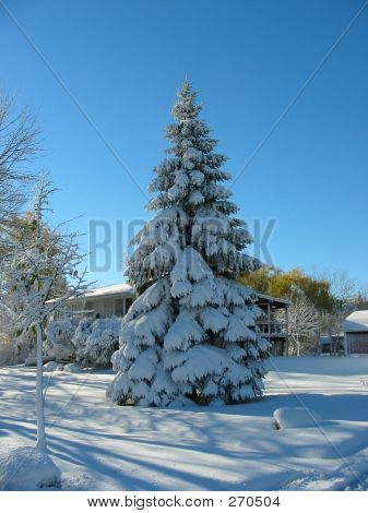 Snow Christmas Tree