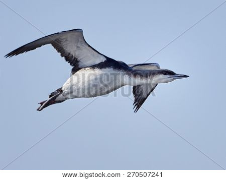 Black-throated diver (Gavia arctica) in natural habitat