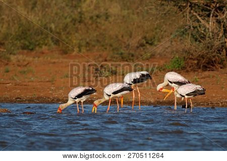 Yellow-billed storks (Mycteria ibis) foraging in shallow water, Kruger National Park, South Africa