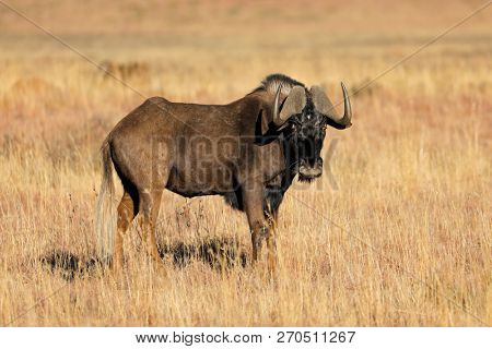 A black wildebeest (Connochaetes gnou) in open grassland, Mokala National Park, South Africa