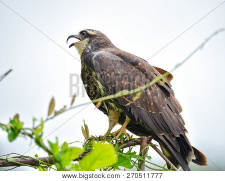 Immature Common Black Hawk (buteogallus Anthracinus) In Panama, Bird Of Prey In His Native Habitat O