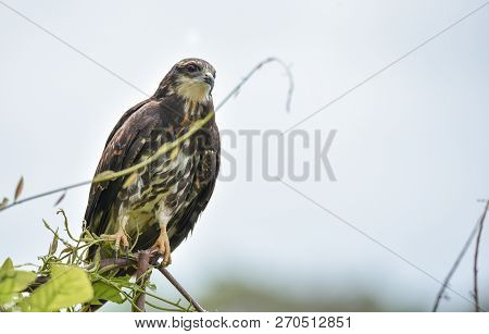 Immature Common Black Hawk (buteogallus Anthracinus) In Panama, Bird Of Prey In His Native Habitat O