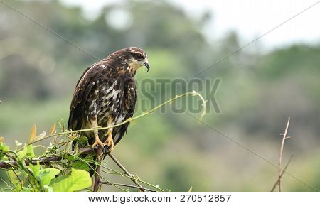 Immature Common Black Hawk (buteogallus Anthracinus) In Panama, Bird Of Prey In His Native Habitat O
