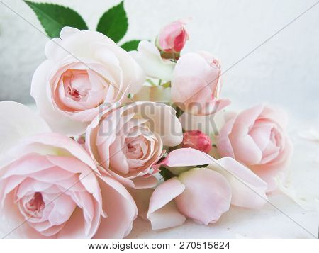 Pink Roses Isolated On White Background. Perfect For Background Greeting Cards And Invitations Of Th