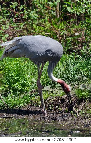 Sarus Crane (grus Antigone) In Grass Background
