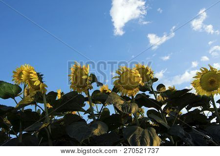 Sunflower Field, Trakya / Turkey. Nature Agriculture View.