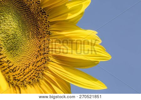 Sunflower Field, Trakya / Turkey. Nature Agriculture View.