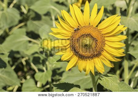 Sunflower Field, Trakya / Turkey. Nature Agriculture View.