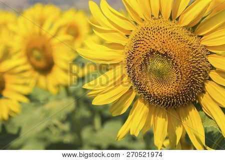 Sunflower Field, Trakya / Turkey. Nature Agriculture View.