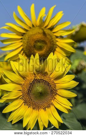 Sunflower Field, Trakya / Turkey. Nature Agriculture View.
