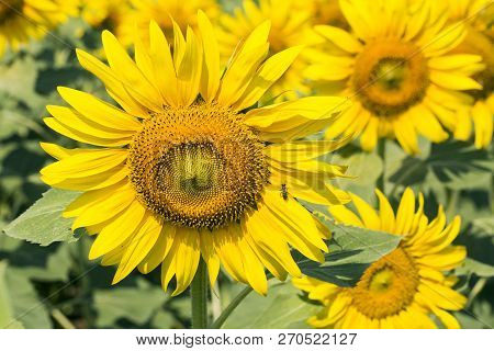 Sunflower Field, Trakya / Turkey. Nature Agriculture View.