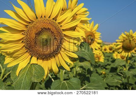 Sunflower Field, Trakya / Turkey. Nature Agriculture View.