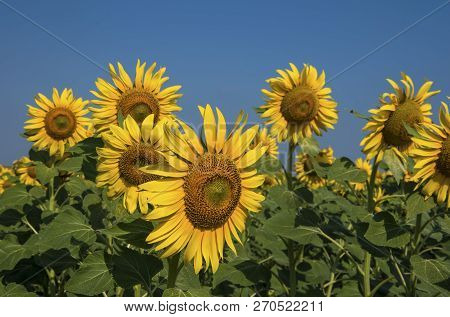 Sunflower Field, Trakya / Turkey. Nature Agriculture View.