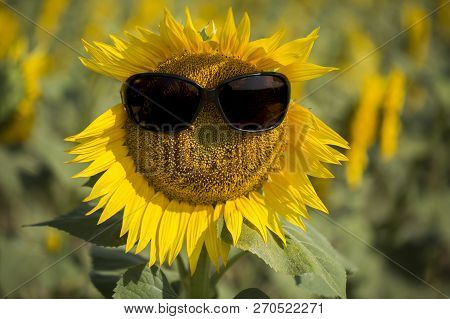 Sunflower Field, Trakya / Turkey. Nature Agriculture View.