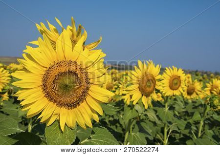 Sunflower Field, Trakya / Turkey. Nature Agriculture View.