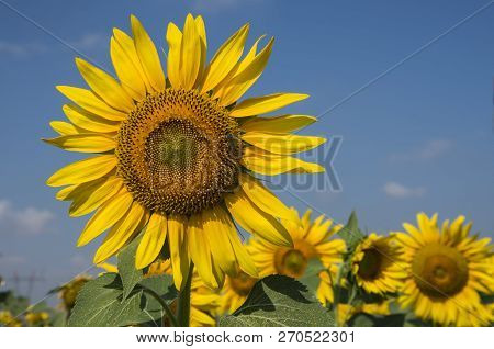 Sunflower Field, Trakya / Turkey. Nature Agriculture View.