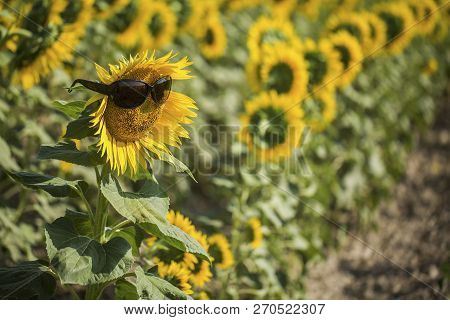 Sunflower Field, Trakya / Turkey. Nature Agriculture View.