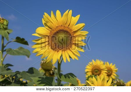 Sunflower Field, Trakya / Turkey. Nature Agriculture View.