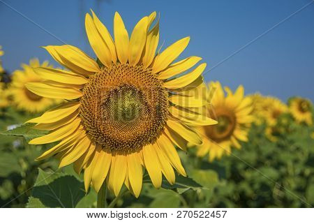 Sunflower Field, Trakya / Turkey. Nature Agriculture View.