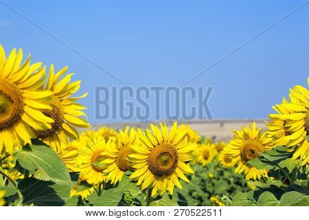 Sunflower Field, Trakya / Turkey. Nature Agriculture View.