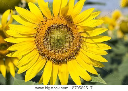 Sunflower Field, Trakya / Turkey. Nature Agriculture View.