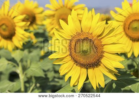 Sunflower Field, Trakya / Turkey. Nature Agriculture View.