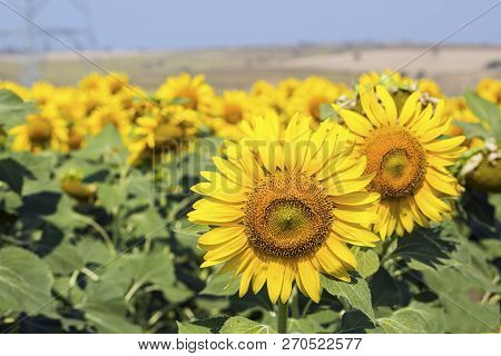 Sunflower Field, Trakya / Turkey. Nature Agriculture View.