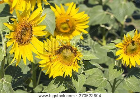 Sunflower Field, Trakya / Turkey. Nature Agriculture View.