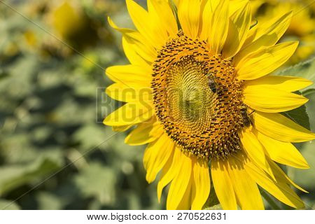 Sunflower Field, Trakya / Turkey. Nature Agriculture View.