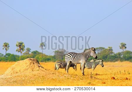 Two Burchell Zebra Standing On The Dry Yellpw African Plains Near A Termite Mound In Hwange National