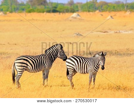 Two Burchell Zebra Standing On The Dry Yellpw Grass Plains In Hwange National Park, Zimbabwe