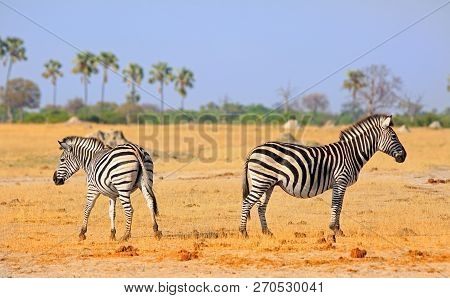 Plains Zebras Standing Back To Back On The Dry Yellow Arid Plins In Hwange National Park, Zimbabwe