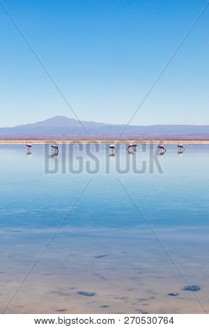 Laguna Chaxa, Atacama Desert, Chile. South America.