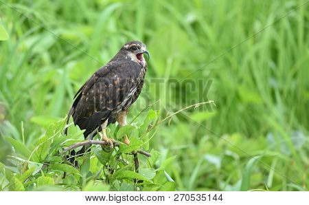 Immature Common Black Hawk (buteogallus Anthracinus) In Panama, Bird Of Prey In His Native Habitat O