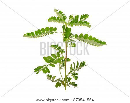 Phyllanthus Niruri Herb Isolated On White Background