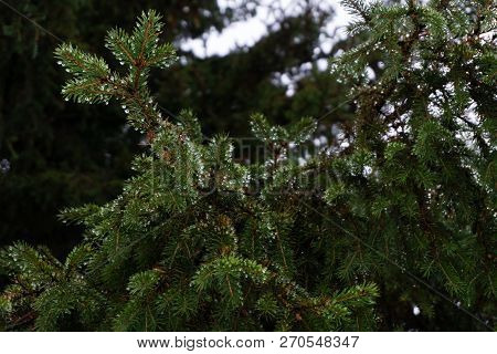 Pine Branch With Drops After Rain. Spruce Branch Leaves With Rain Drops.green Lush Spruce Branch. Gr