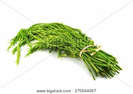 Acacia Pennata Isolated / Fresh Acacia Pennata Or Climbing Wattle Vegetable Isolated On White Backgr