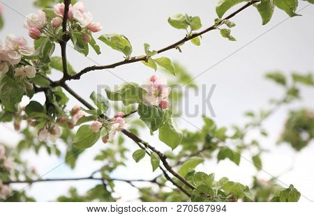 Apple Flower At Spring Dry Sunny Day