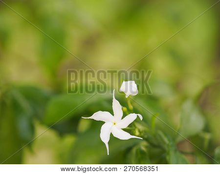 Space For Write Jasminoides Gerdenia Crape Jasmine  White Flower Beautiful In Nature