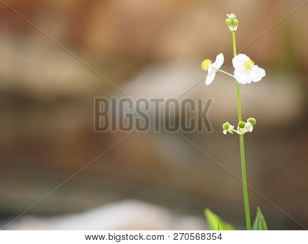 Space For Write Jasminoides Gerdenia Crape Jasmine  White Flower Beautiful In Nature