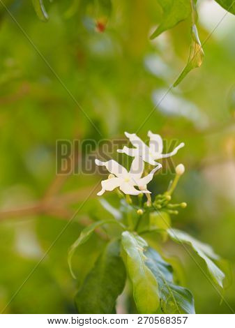 Space For Write Jasminoides Gerdenia Crape Jasmine  White Flower Beautiful In Nature