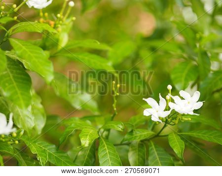 Closeup Jasminoides Gerdenia Crape Jasmine White Flower Beautiful In Nature
