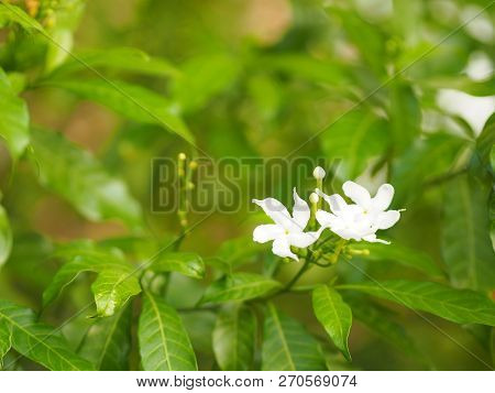 Closeup Jasminoides Gerdenia Crape Jasmine White Flower Beautiful In Nature