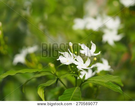 Closeup Jasminoides Gerdenia Crape Jasmine White Flower Beautiful In Nature