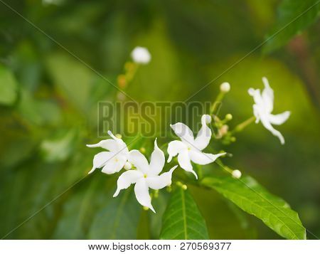 Closeup Jasminoides Gerdenia Crape Jasmine White Flower Beautiful In Nature