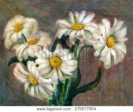 Chamomile Flowers Watercolor Painting On Dark Background