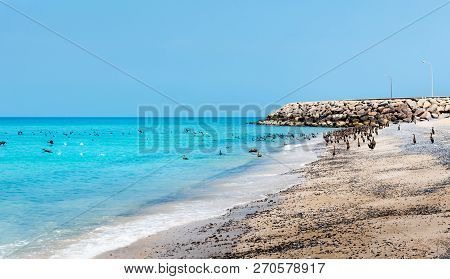Beautiful Beach Crowded With Birds On A Sunny Day